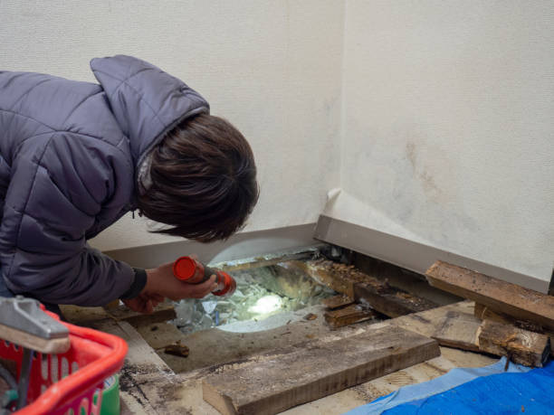 Mold Removal for HVAC Installations in Mauston, WI