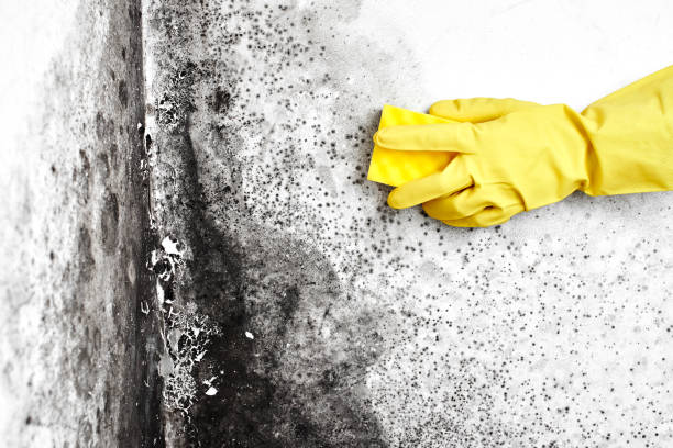 Best Black Mold Removal  in Mauston, WI
