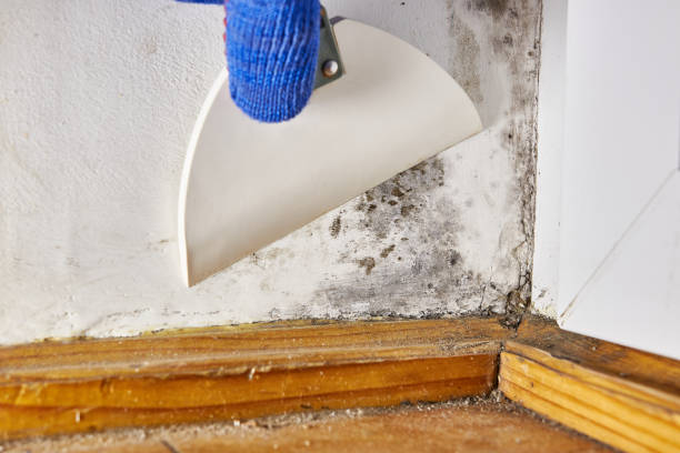Best Mold Odor Removal Services  in Mauston, WI