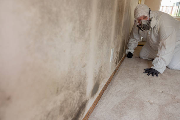 Best Post-Construction Mold Inspection  in Mauston, WI